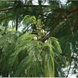 thumbnail for publication: Leucaena leucocephala, White Leadtree